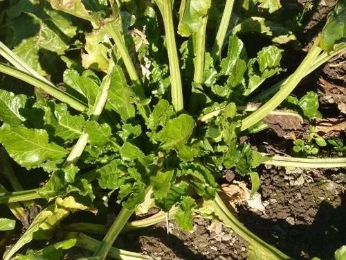 رفع کمبود غذایی در چغندرقند (04)