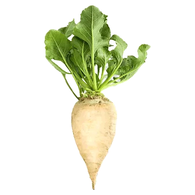 چغندرقند