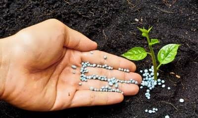 همه-چیز-در-مورد-فسفر-در-خاک-و-گیاه