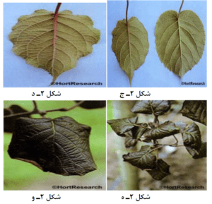 علائم کمبود و مسمومیت عناصر در درخت کیوی6