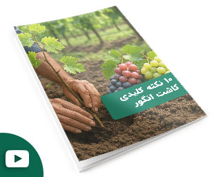 10-نکته-کلیدی-کاشت-انگور