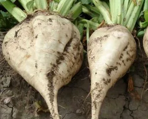 عکس بزرگ چغنر قنر در مزرعه