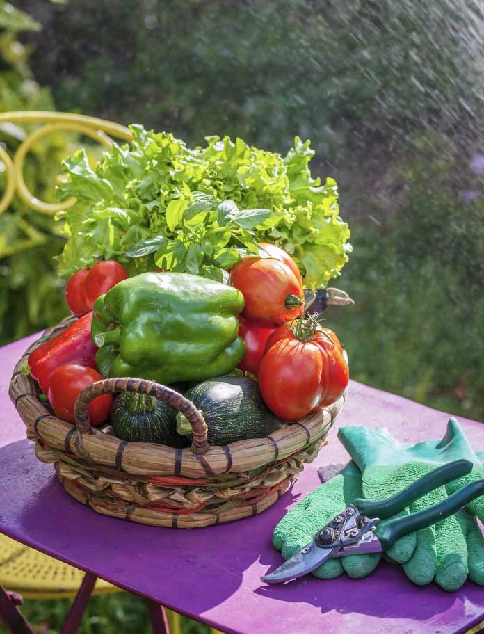 انواع سبزی و صیفی جات در ایران