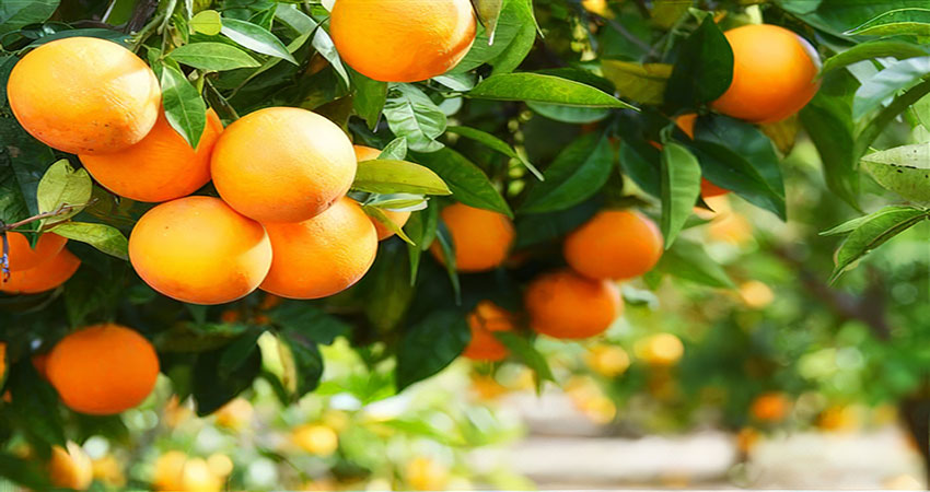 بهترین کود برای درخت باغی مرکبات میوه