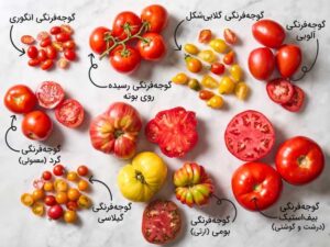 انواع گوجه فرنگی 