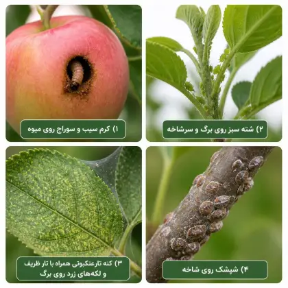آفات درخت سیب