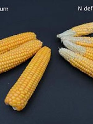 برنامه غذایی ذرت
