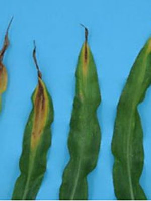 برنامه غذایی ذرت