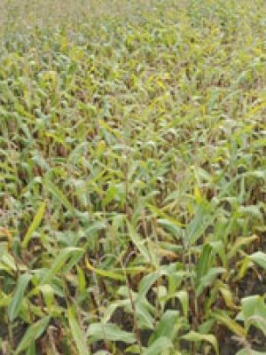 برنامه غذایی ذرت