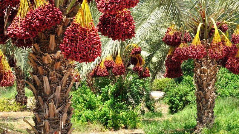 برنامه-تغذیه-نهال-خرما