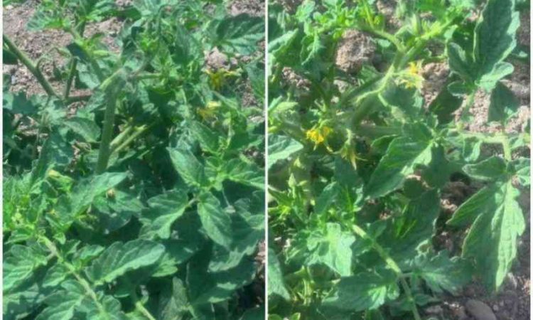 اثرات نوتریفوس در گیاهان