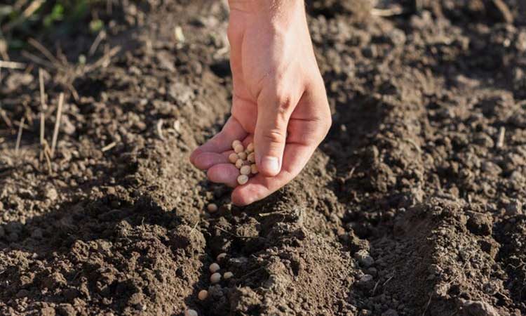 بذر مورد نیاز در کشت محصولات کشاورزی در هکتار