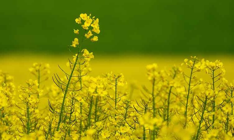 تأثیر نیتروژن و گوگرد بر عملکرد کلزا و جو