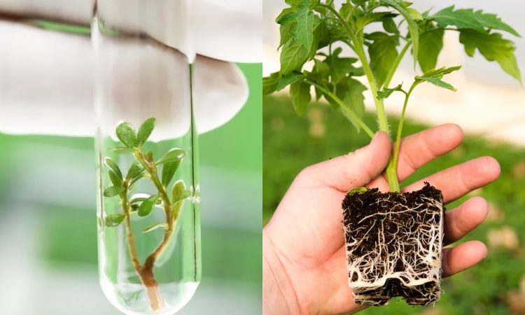 جوانه زنی و رشد ریشه