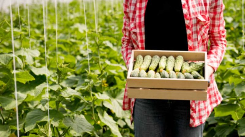 خیار-cucumbers