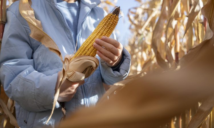 ذرت در دست کارگر