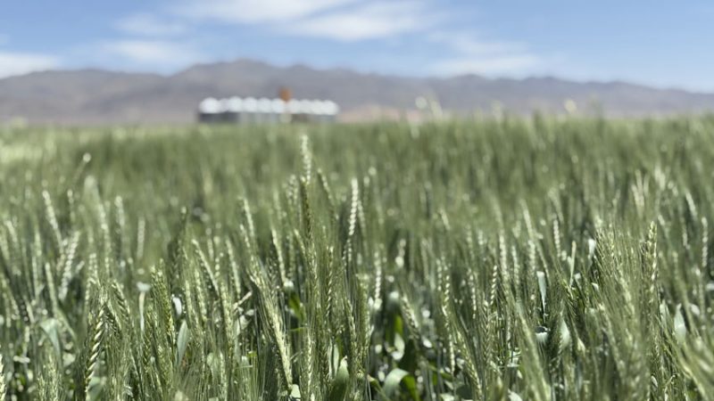 زراعی - بهترین کود برای زراعت
