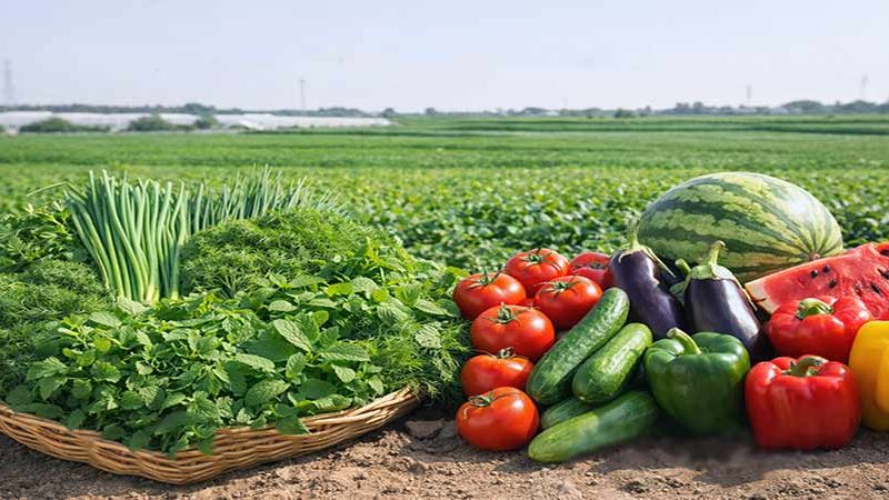 سبزی-و-صیفی-جات-در-ایران-تولید-بازار