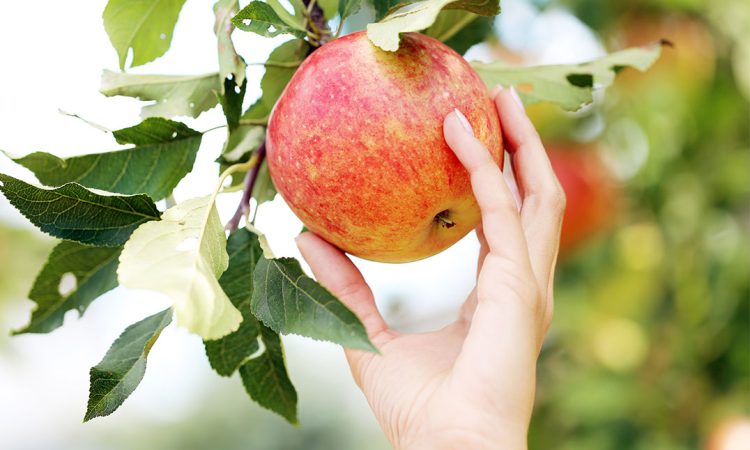 بهترین کود برای درخت سیب در سال ۱۴۰۵ | برنامه کوددهی، افزایش تناژ و درشت شدن میوه