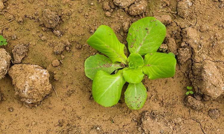 عناصرکم تحرک و پرتحرک در گیاهان