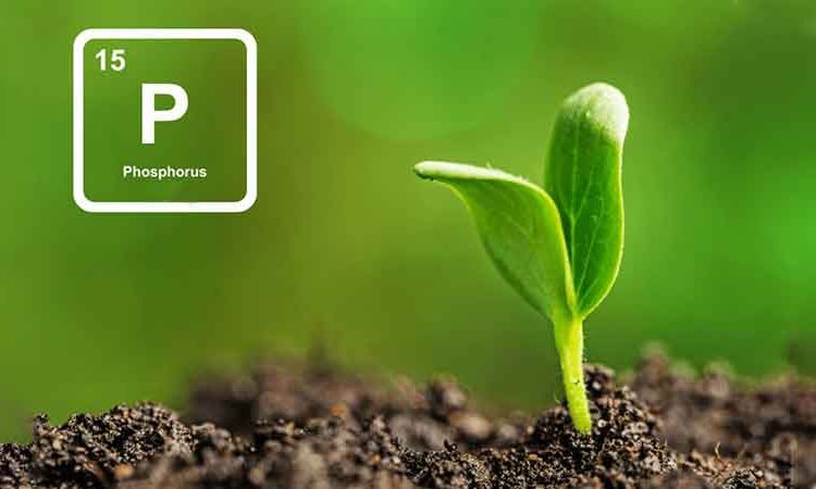 عوامل-مؤثر-بر-جذب-و-حرکت-فسفر-ph