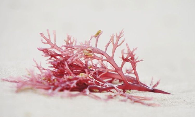 مکانیسم اثر جلبک قرمز در ژنتیک گیاه