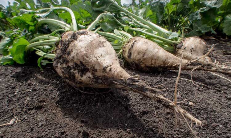 نحوه-افزایش-عملکرد-چغندر