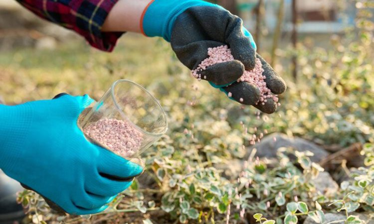 همه-چیز-درمورد-کود-فسفر-در-گیاه