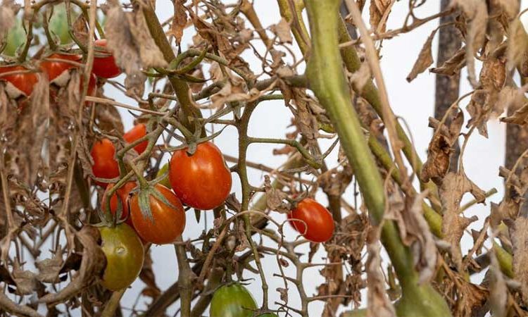 پژمردگی-فوزاریومی-یا-بیماری-قارچی-Fusarium-Wilt-چیست؟