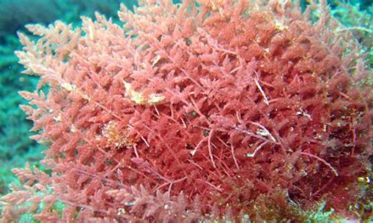 کاربرد جلبک قرمز در کودهای کشاورزی و مزایای آن