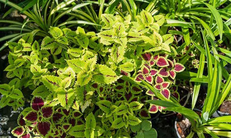 گیاهان-زینتی-و-آپارتمانی